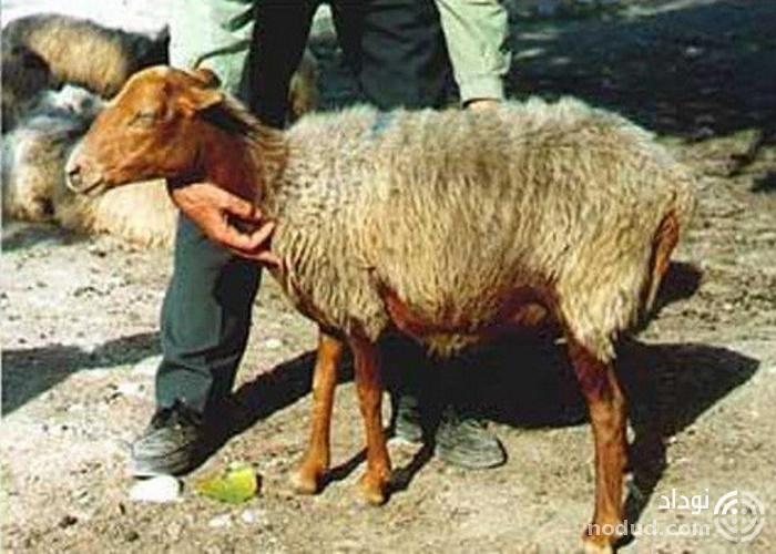 قیمت گوسفند روز